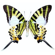 GRAPHIUM ANTIPHATES